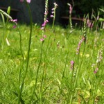 ケンイチとともだち