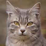 半七捕物帳より～「猫騒動」