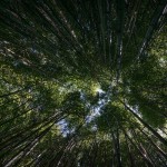 東京に生れて~芥川龍之介を読む