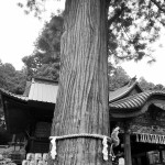 アニメで犬夜叉を観てみた感想